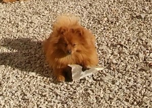 20160206_110116-1.jpg