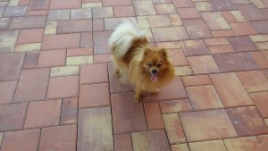 20160722_180157.jpg